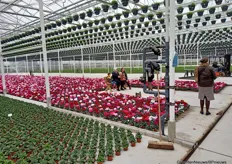 In Haaften, Midden Betuwe, heeft Bolk Plants in 2021 een nieuwe kas geopend. Extra leuk dus om bezoekers te ontvangen en het kleurrijke assortiment te laten zien.